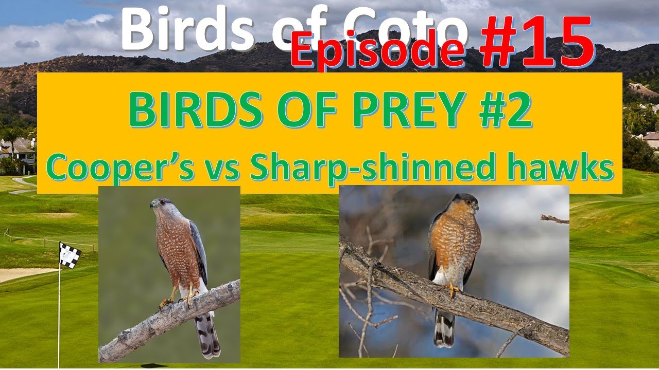 #15 Cooper's vs Sharp-shinned hawks BIRDS OF COTO