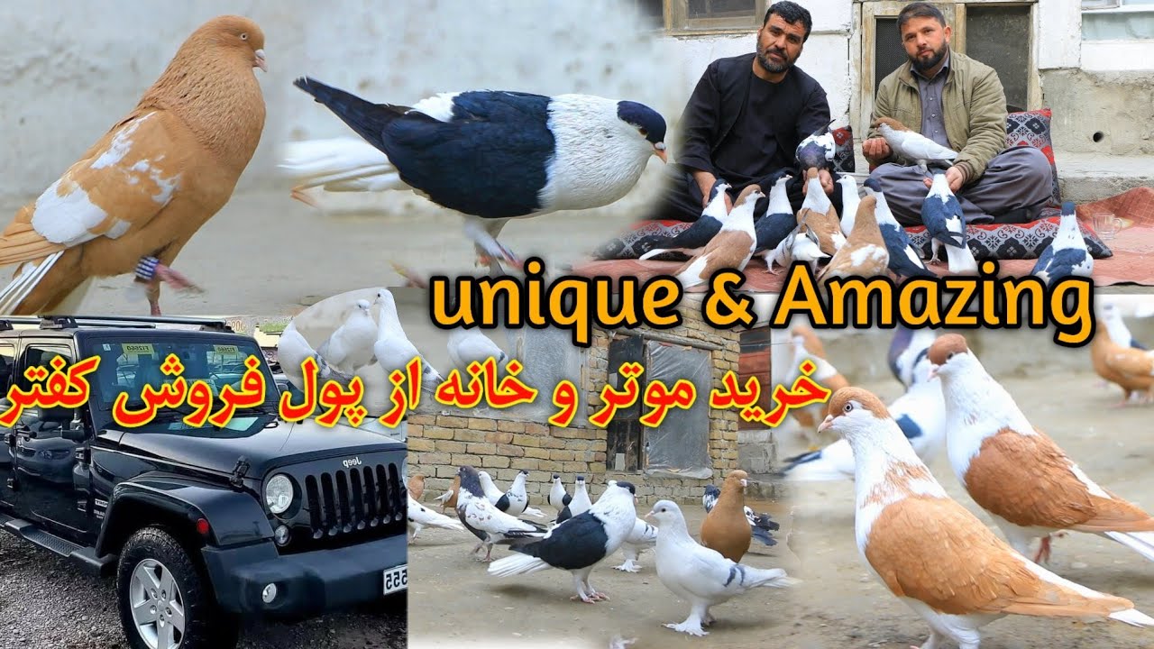 کفتر های اصیل افغانستان- خالص سازی جنس کفتر | For first time completed generation of Afghan Pigeons