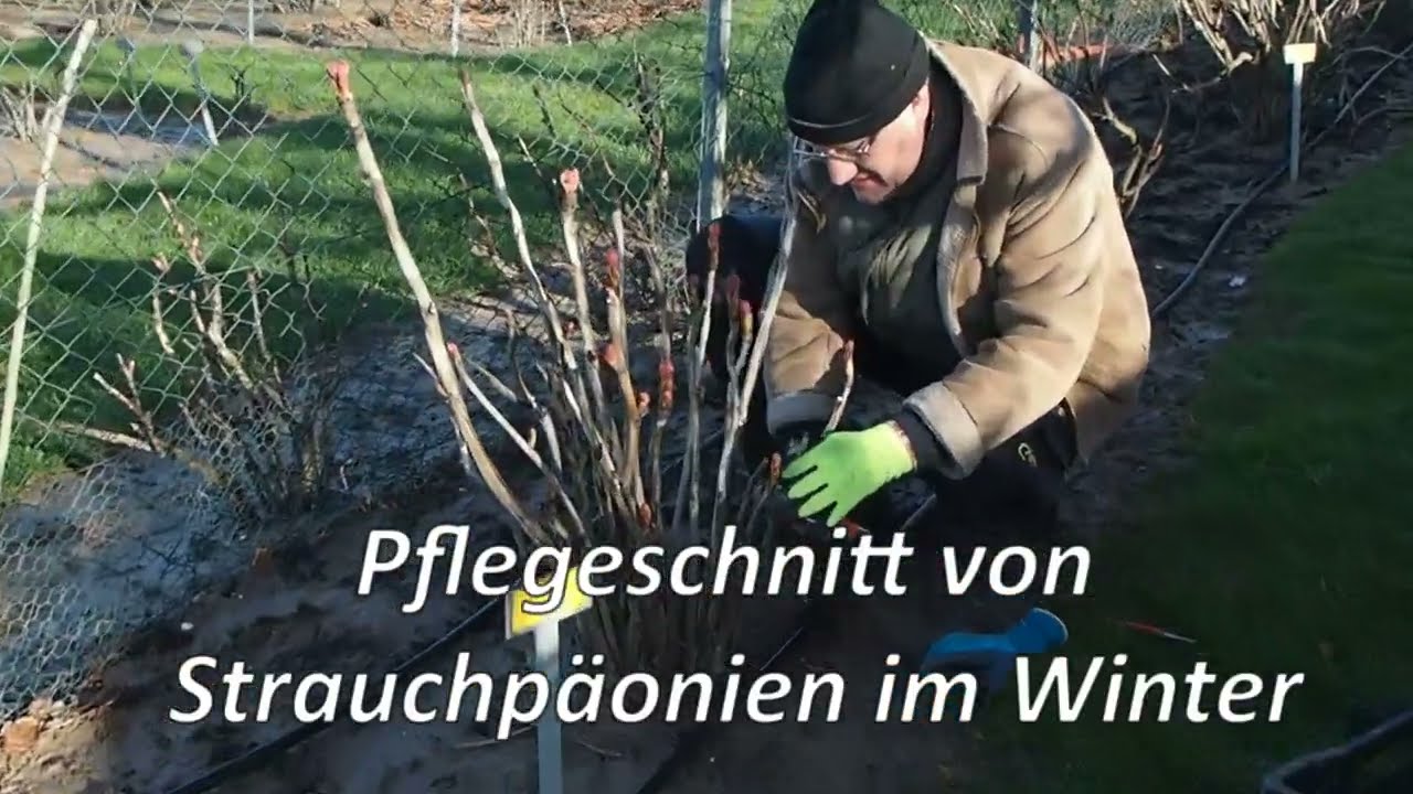 Pflegeschnitt von Strauchpäonien (Baumpäonien)