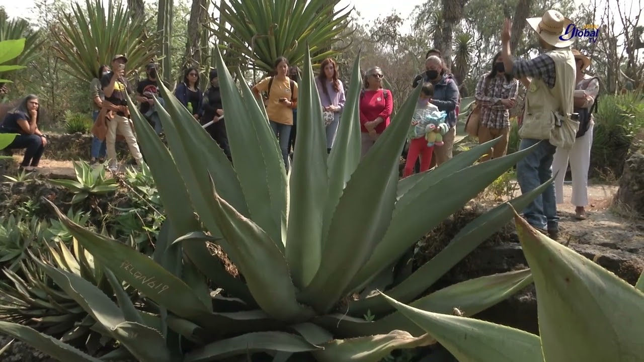 JARDÍN BOTÁNICO DE LA UNAM, UN PARAÍSO DENTRO DE LA CIUDAD