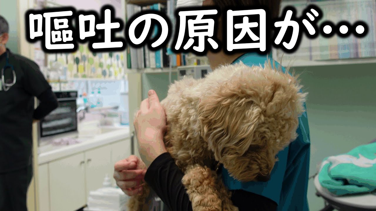 【緊急搬送】犬が嘔吐したので病院へ急行したところ、先生もお手上げの結果に・・・