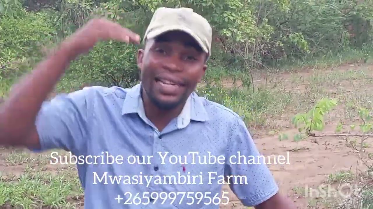 PART 2. Momwe Mungayambile Ulimi wa Mbuzi Ku Malawi.