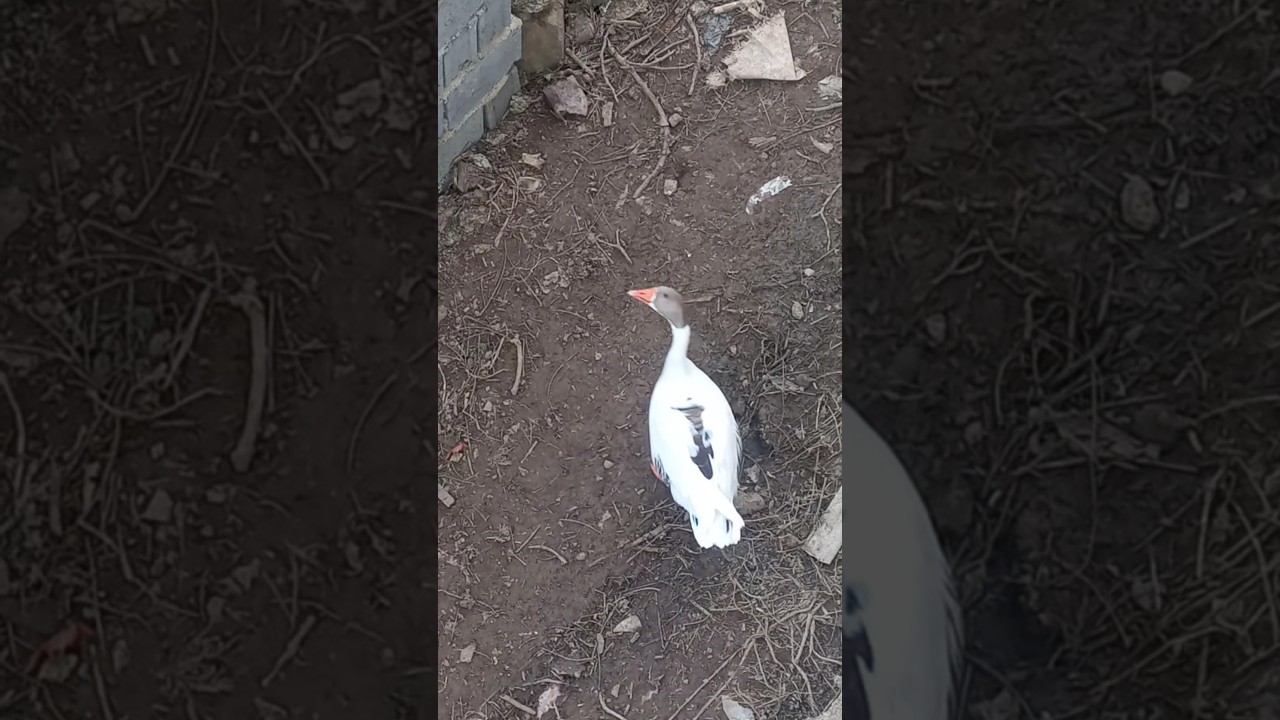 این غازمون میاد زیر پنجره،اینقدر صدا میکنه و نگاه میکنه،تا غذا بگیره😄