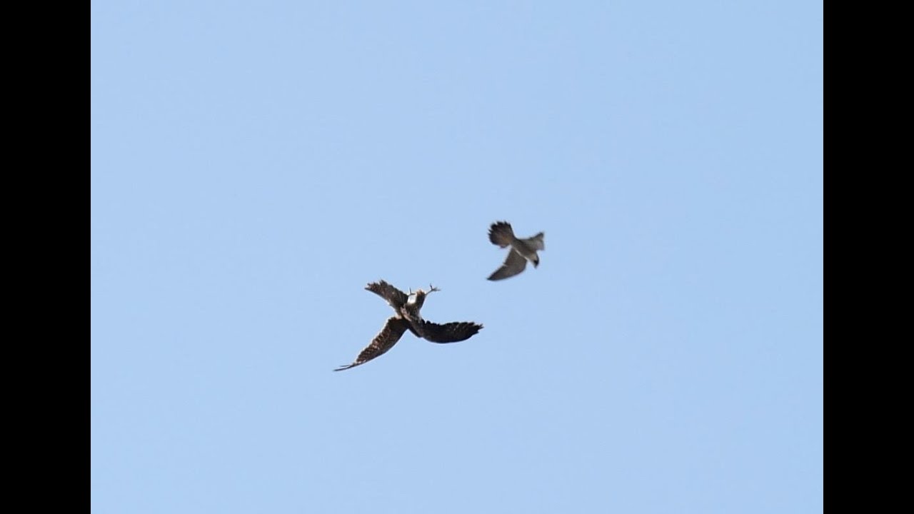 URBAN PEREGRINES.  INTERVIEW WITH FALCON BIOLOGIST DR ED DREWITT & J B BEAUMONT DVM ABOUT PEREGRINES