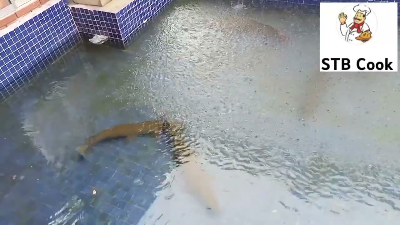 Giant Fish @stbcook4450