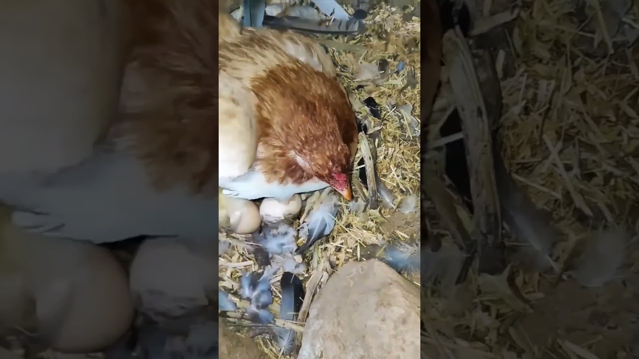 ASEEL CHICKS COMING INTO LIFE, ASEEL MURGA ROSTER EGGS 🥚 #chick #bird #birds