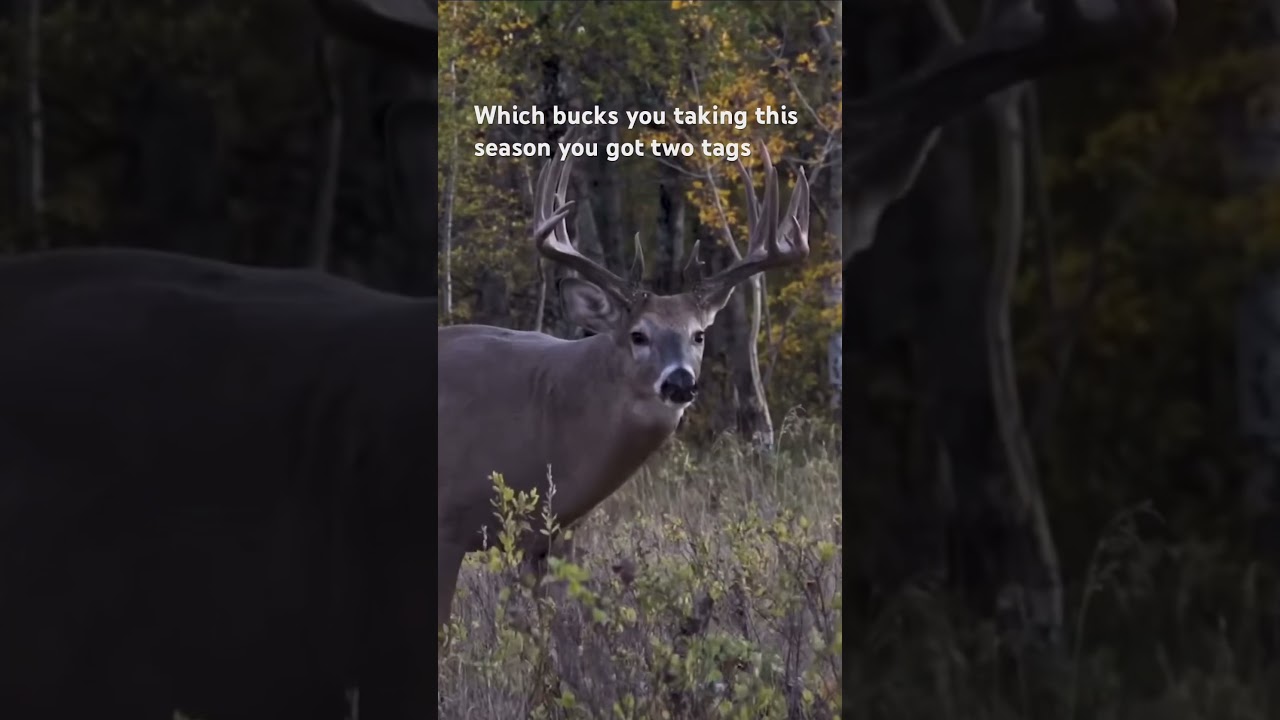Two tags 4 bucks which ones you taking🦌🦌🦌🦌