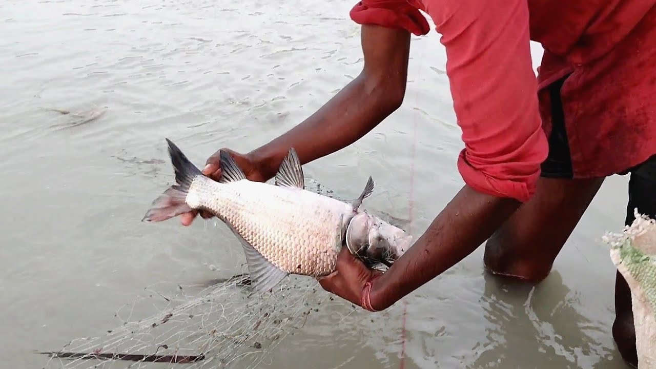 net fishing || real life village net fishing ka best jaal || मछली पकड़ने का जाल लगाना जानिए कैसे