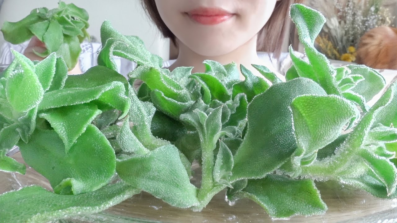 【咀嚼音】海ぶどうのようなプチプチ食感がたまらない