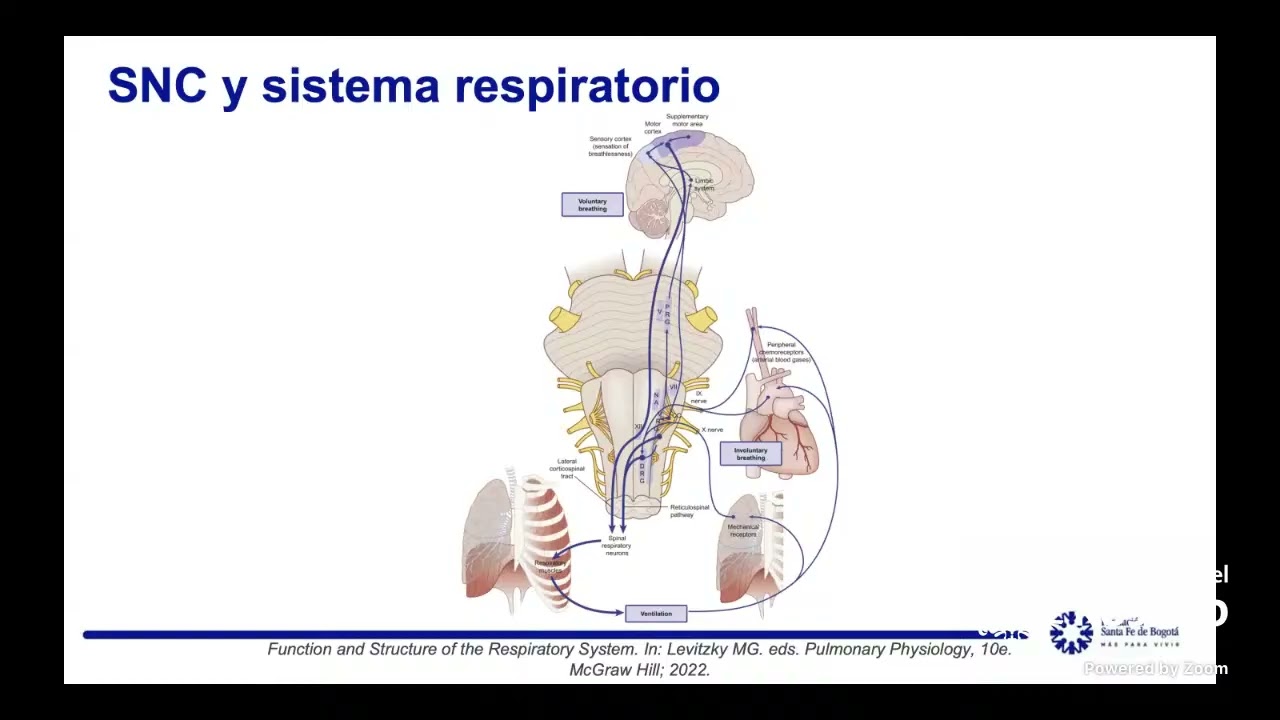 Fisiología respiratoria