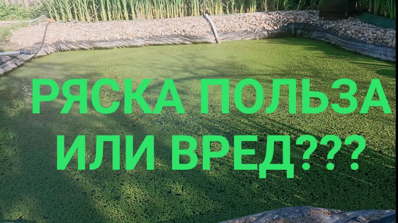 Ряска и для чего она нужна. Пруд для рыбой. Биоплато. Растения для биоплато. Корм для рыбы. Цветение