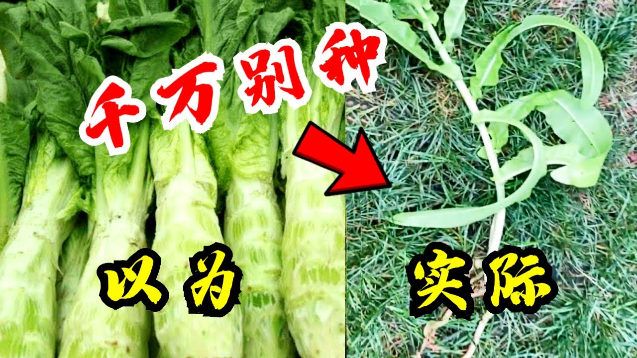 千万不要种莴笋！原因很多人不知道！又粗又壮骗人的！Why You Should Stop Planting Celtuce/Stem Lettuce