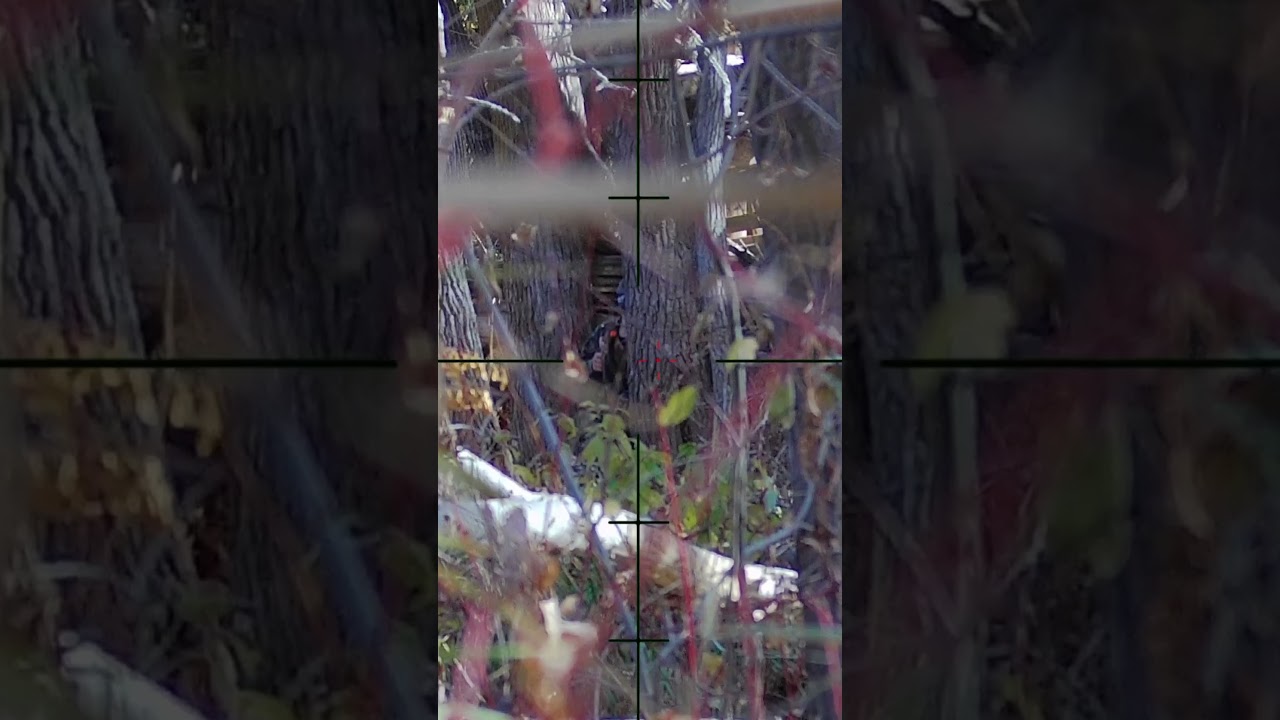 What A Hidden Sniper Shot Looks Like Airsoft Sniper #SHORTS