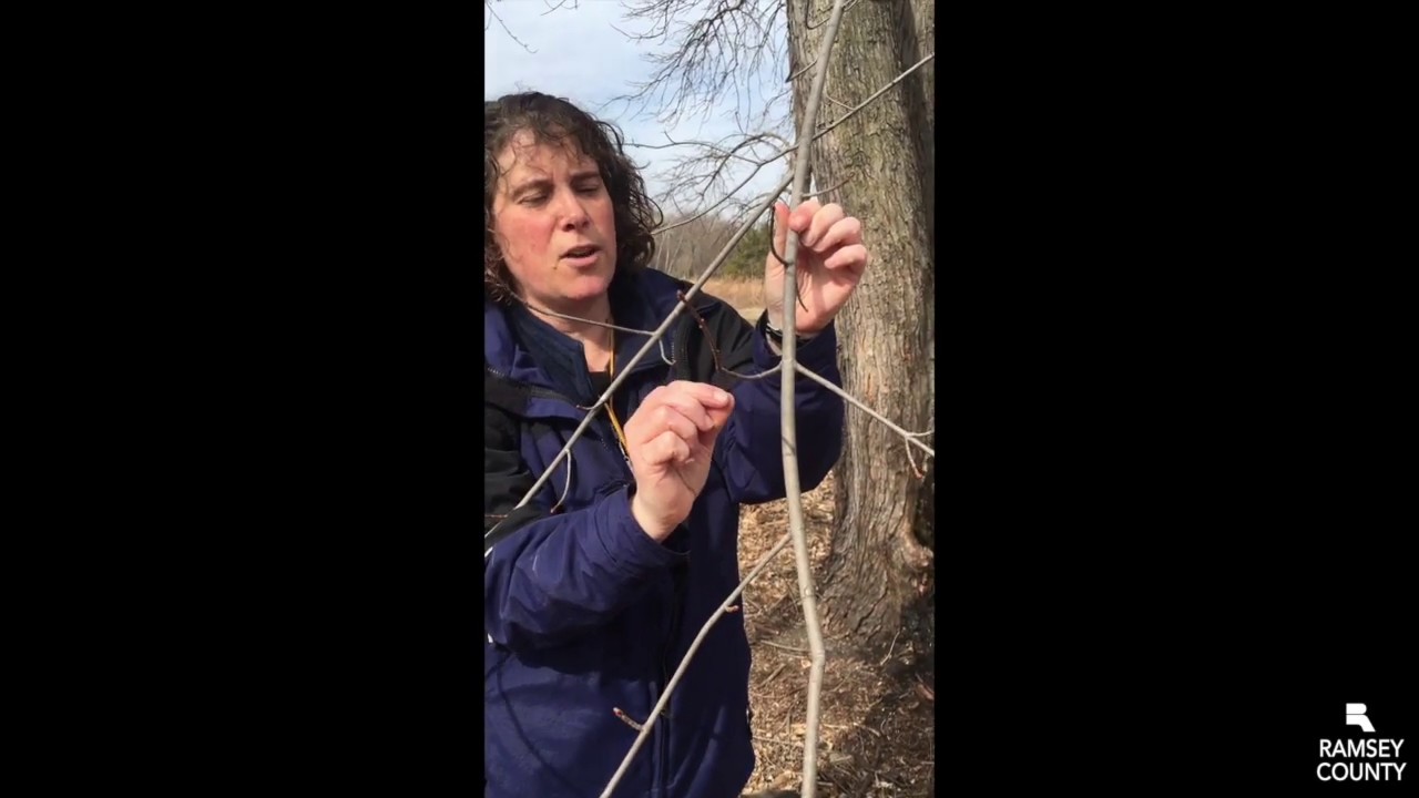 Sap to Syrup, Part 1: Maple Trees & Sap
