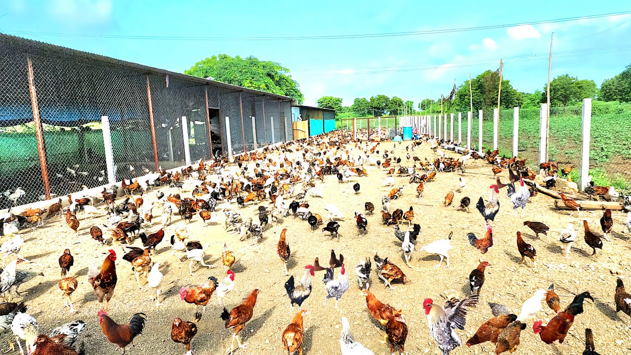 Free Range Desi Poultry Farming l Feeding l Fencing l Marketing l