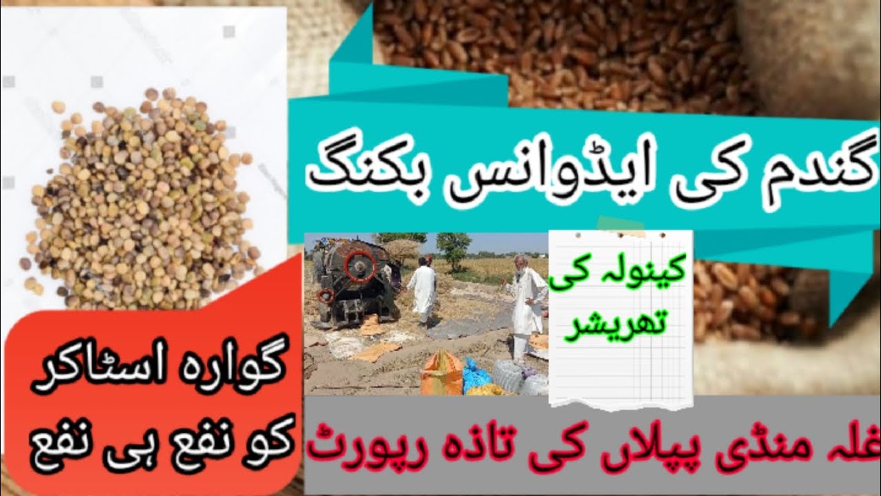 Gala mandi piplan rates | Today wheat price | Today moong rates |Today canola rate | chana rate