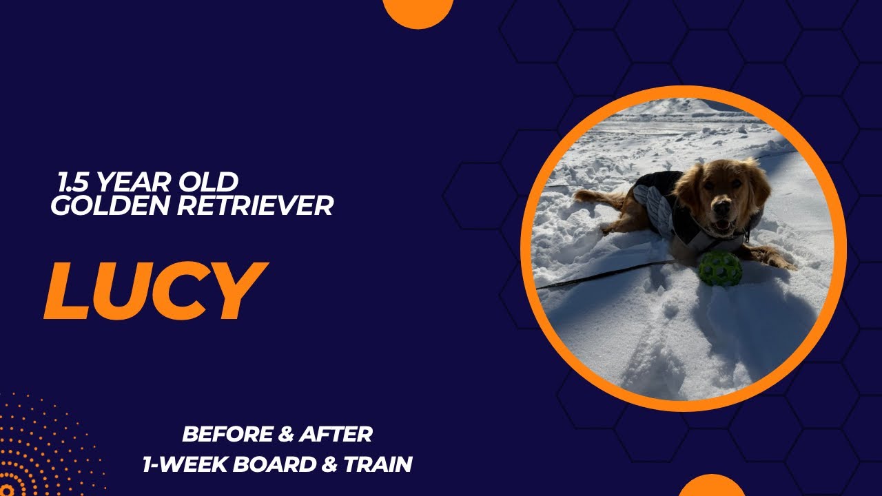 Lucy - 1.5 year old Golden Retriever | 1-Week Board and Train | Pittsburgh