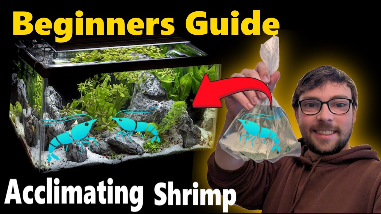 How to Acclimate Shrimp Safely: Guide for Beginners