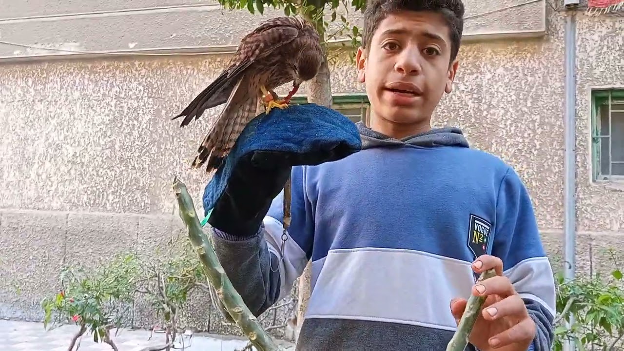 دعوه الصقر روكي من الدور الاول