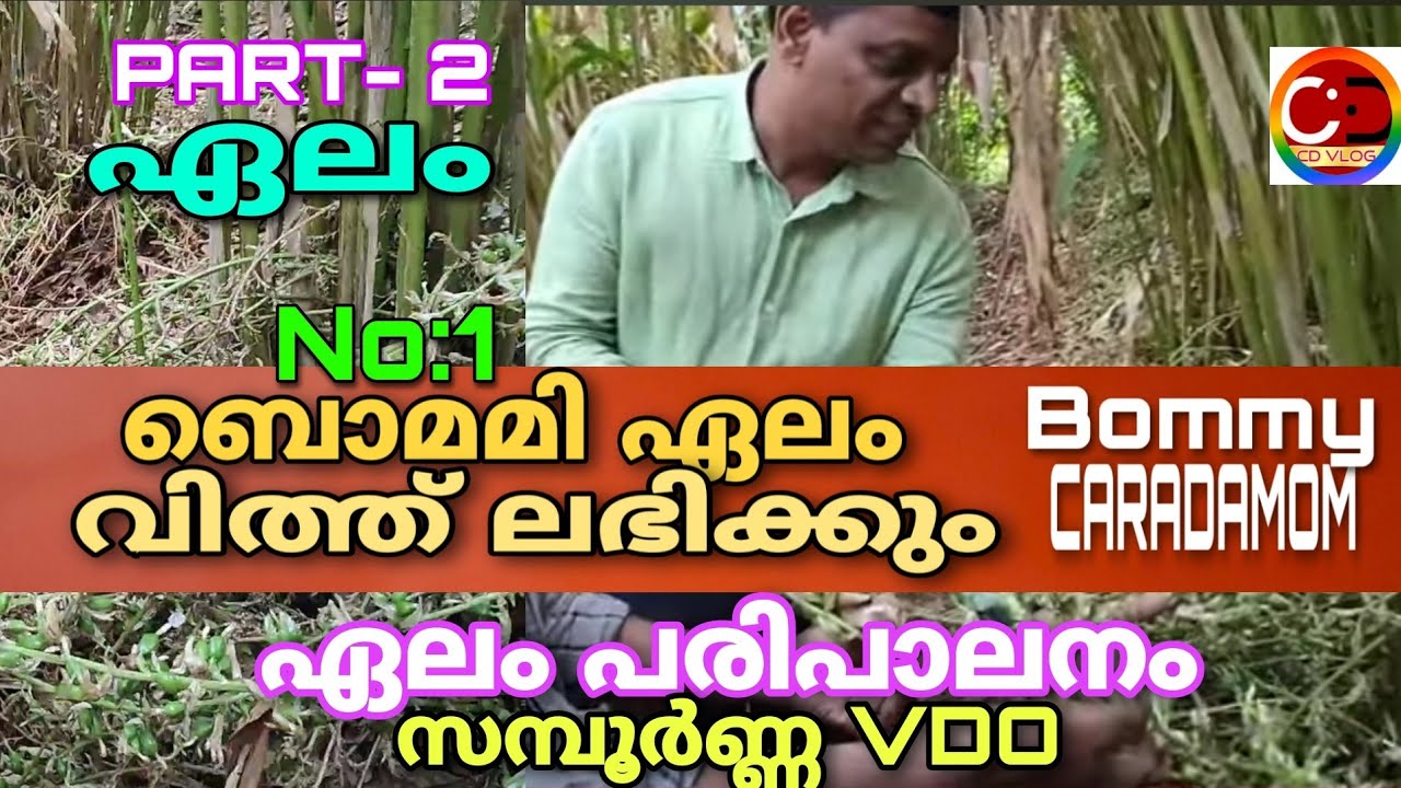 ബൊമ്മി ഏലം / വിത്ത് ലഭിക്കും / ഏലം പരിചരണം / സമ്പൂർണ്ണ VD0 / #bommy elam/ #cardamom #cdvlog #elachi