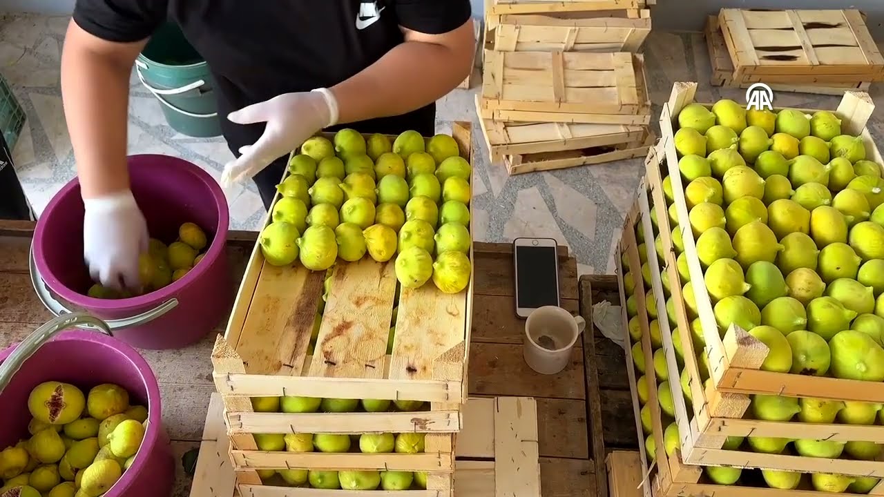 Aydın'da incir hasadı 15 gün erkene çekildi