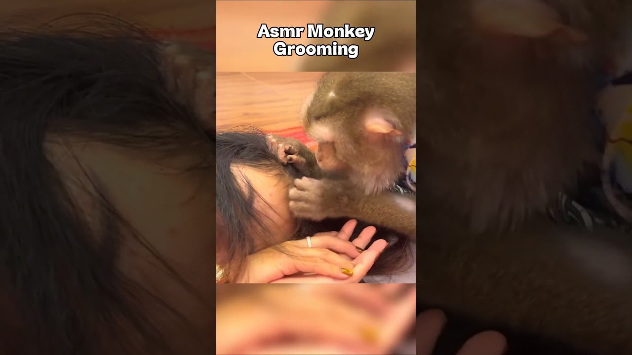 Monkey grooming ASMR