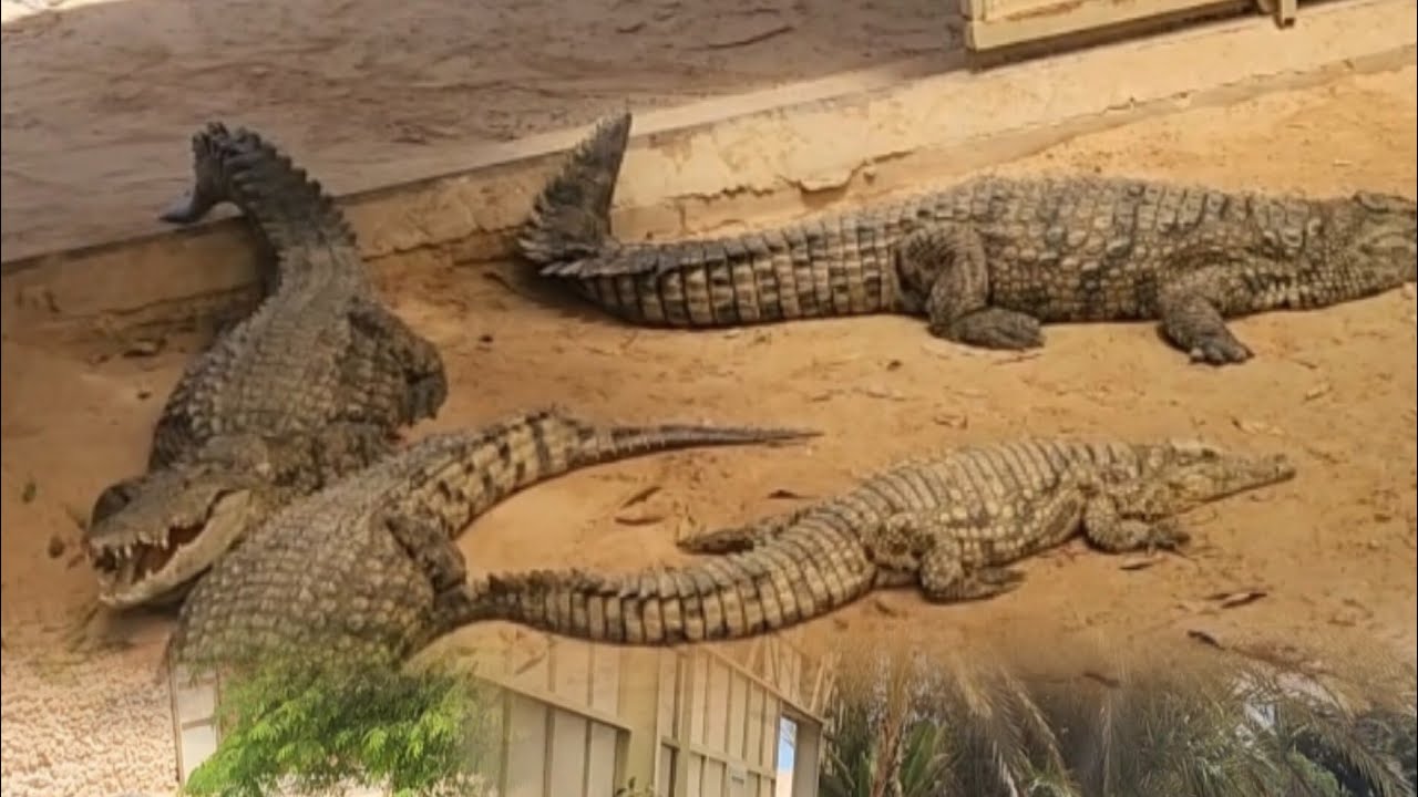 Ferme aux crocodiles /Parc Djerba Explore.