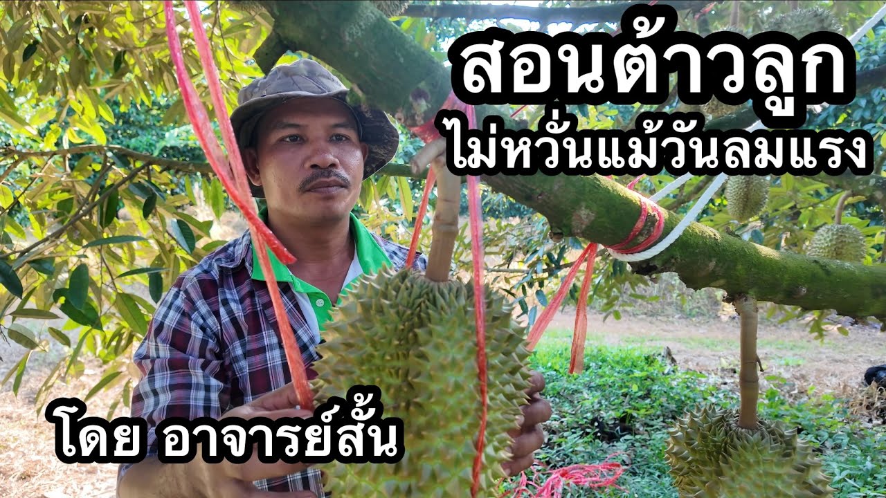 สอนเต้าลูกที่ถูกต้อง เผชิญลมแรง พายุเข้า แบบไม่ต้องกลัวลูกร่วง | อาจารย์สั้น