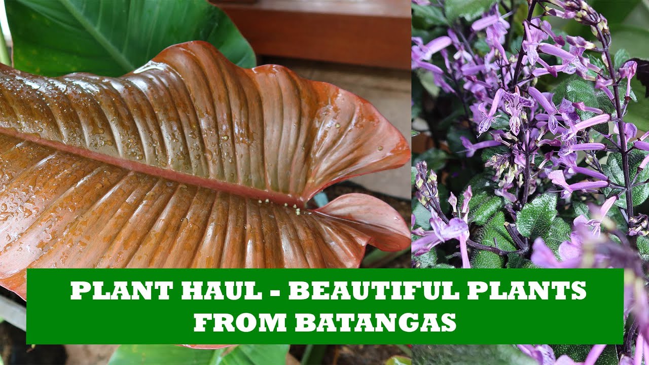 Plant Haul - Beautiful Plants From Batangas