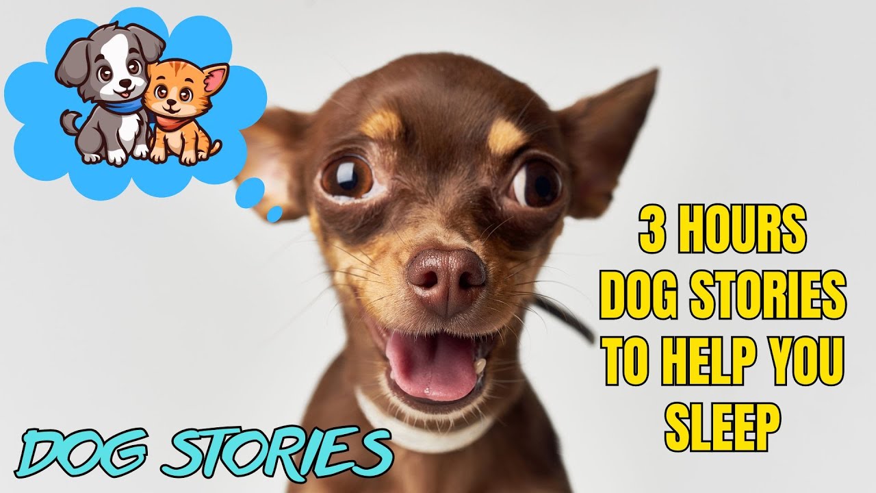 True Dog Stories – Heartwarming Real-Life Tales of Dogs That Changed Lives 🐕❤️