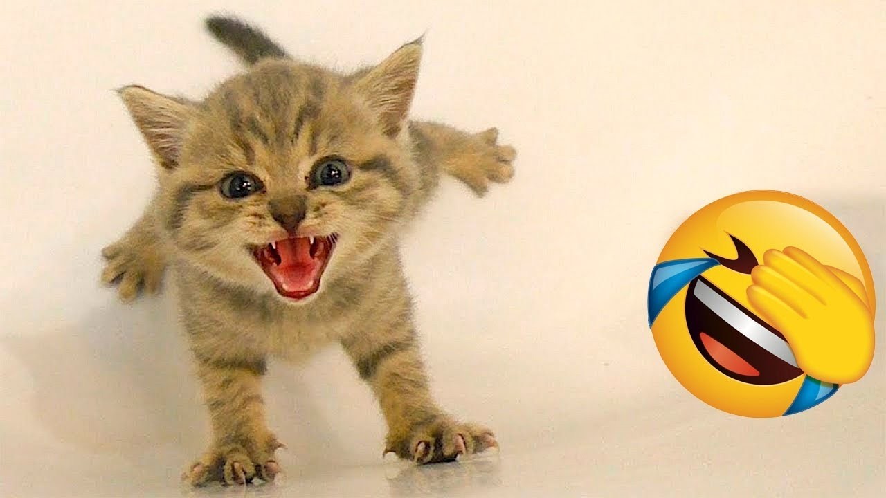 New Funny Cat and Dog Videos😹🐶Funniest Animals 🤣Try Not To Laugh