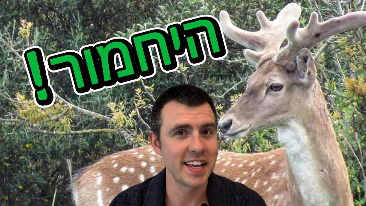 היחמורים - מסיפור ההכחדה ועד המבצע המרגש להחזרתם לישראל | פרק 12