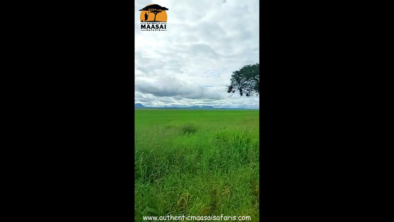 Maasai named Serengeti (endless) #africa #safari   A Journey from Land and Sky | Documentary