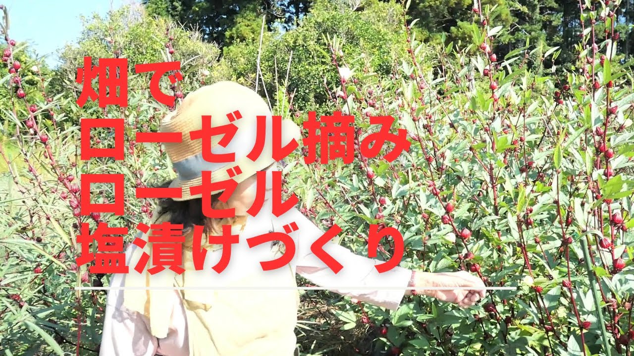 ローゼル畑で摘み採り∼ローゼル塩漬け