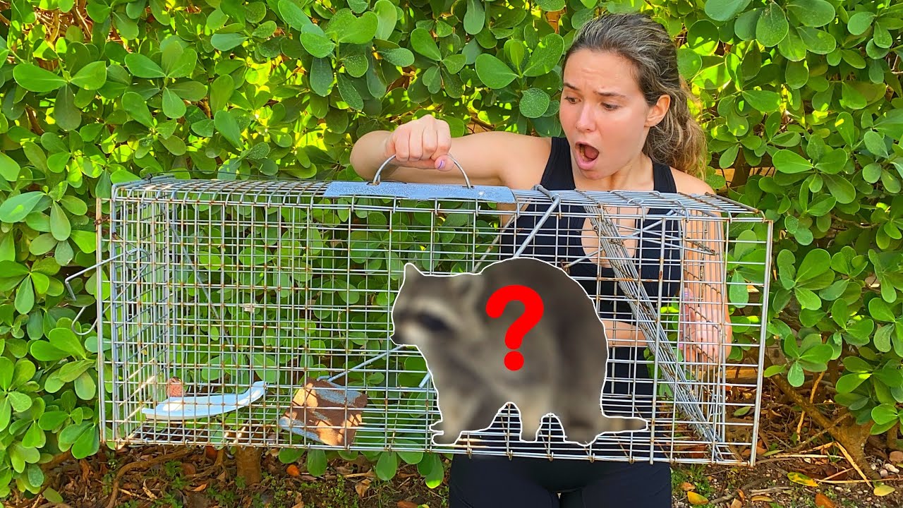 TRAPPING MYSTERY PREDATOR THAT ATTACKED MY BIRD!