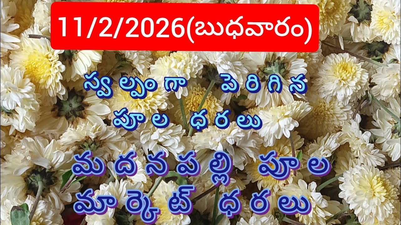 11/2/2026(బుధవారం)మదనపల్లిలో ఈ రోజు పూల మార్కెట్ ధరలు 