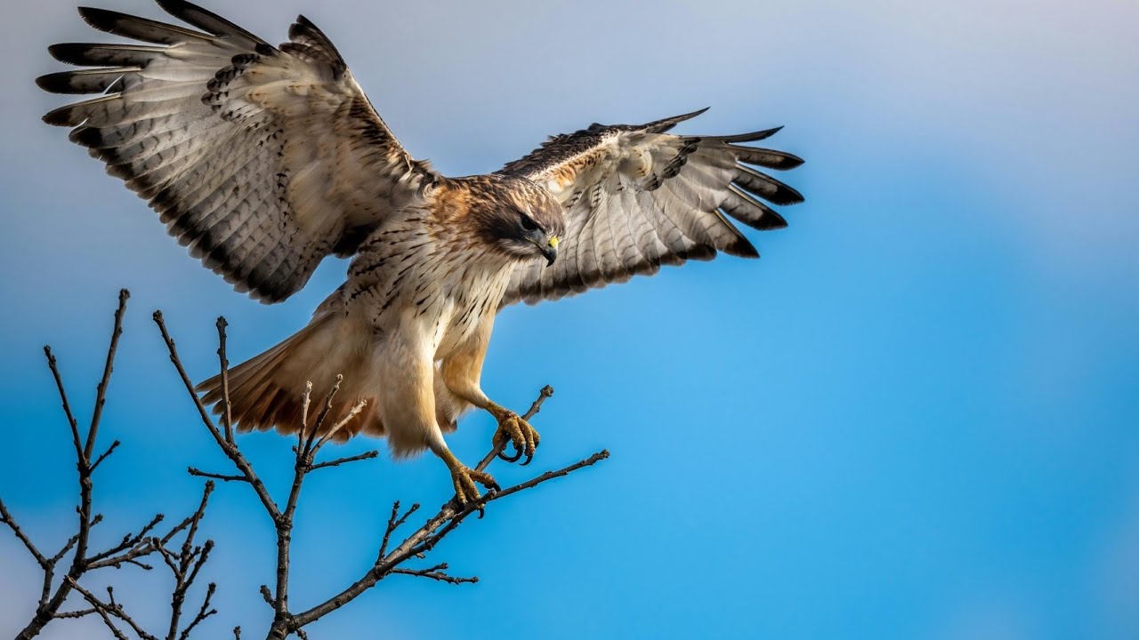 Discover the Majestic Red-Tailed Hawk: Nature's Aerial Predator