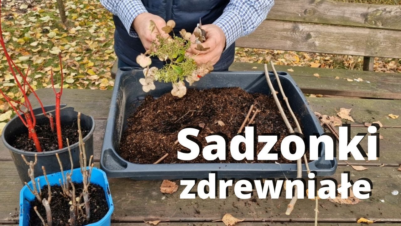 Sadzonki zdrewniałe. Rozmnażanie krzewów przez sadzonki zdrewniałe.