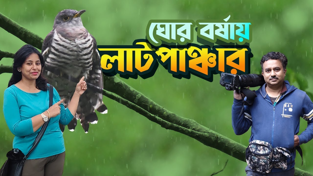 Monsoon Birding in Latpanchar | Birds of Latpanchar - North Bengal Hills - Episode:1