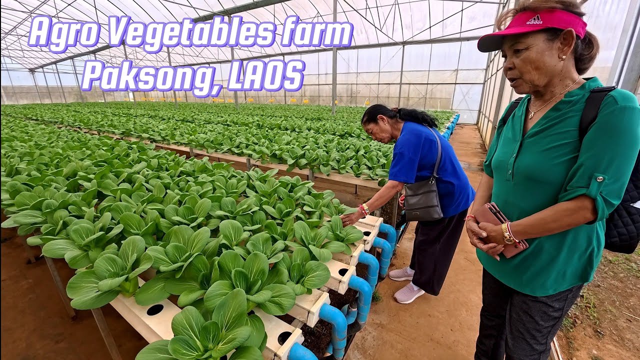 Fresno Lao farmers visiting a farm in Paksong, Laos