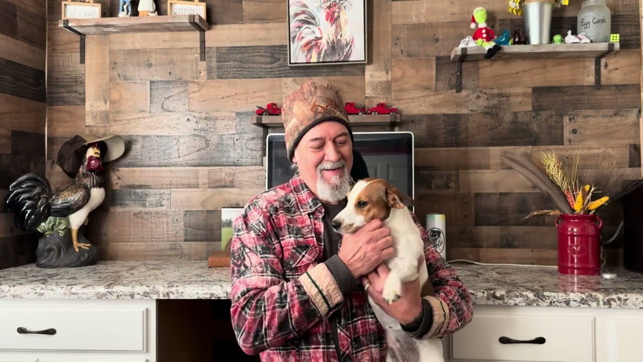 Learn the difference between a Jack Russell Terrier and Russell Terrier.