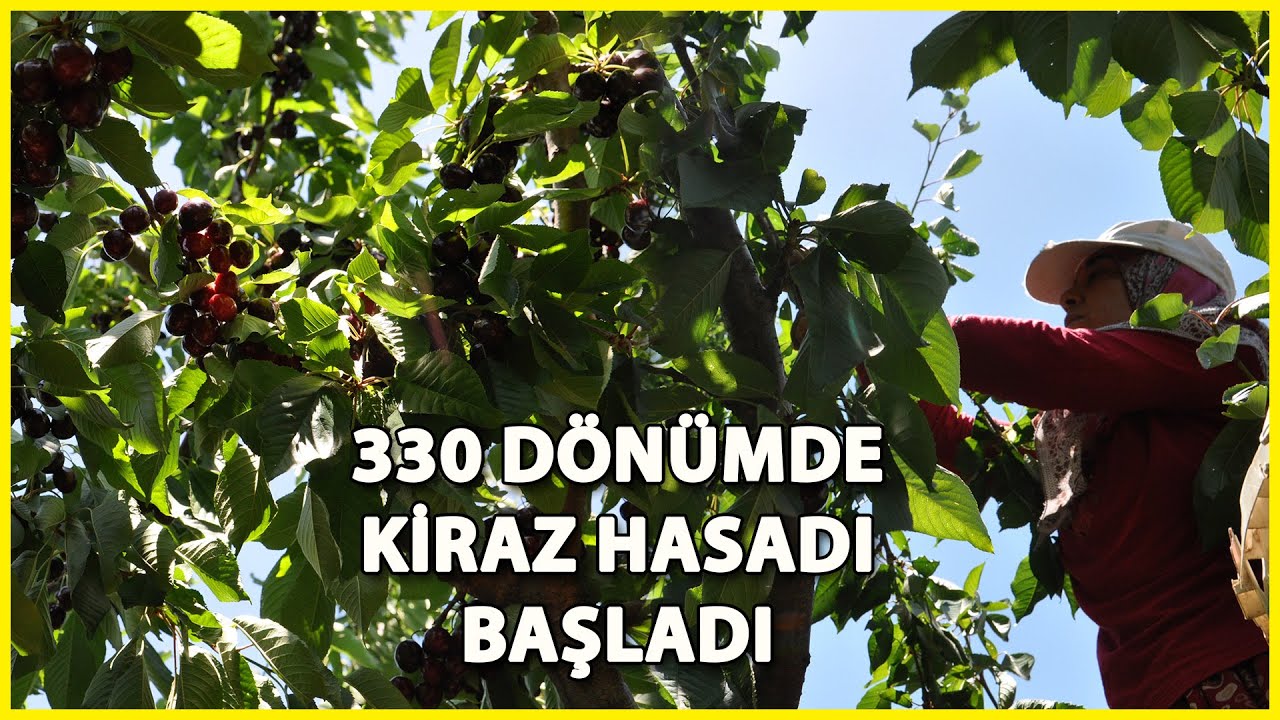 Gaziantep’te, Kiraz Hasadı Başladı