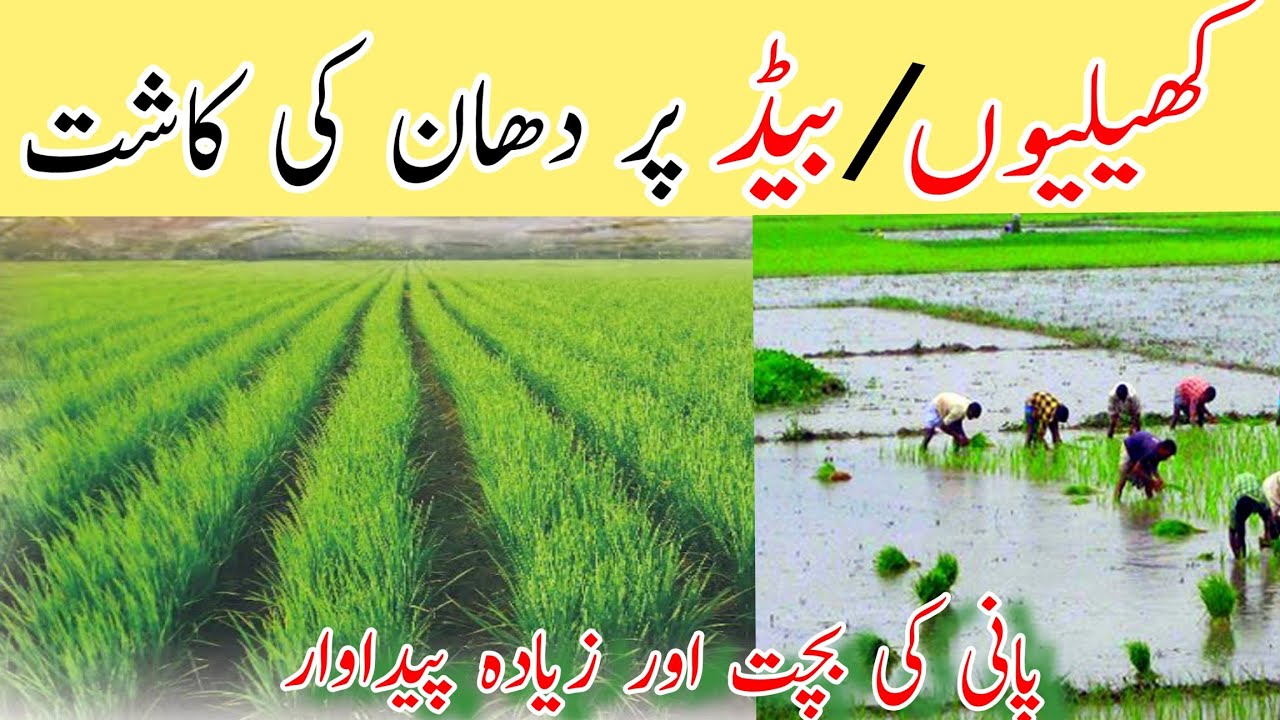 Flat vs. Ridge Sowing of Rice: A Comparative Guide to Paddy Field Cultivation