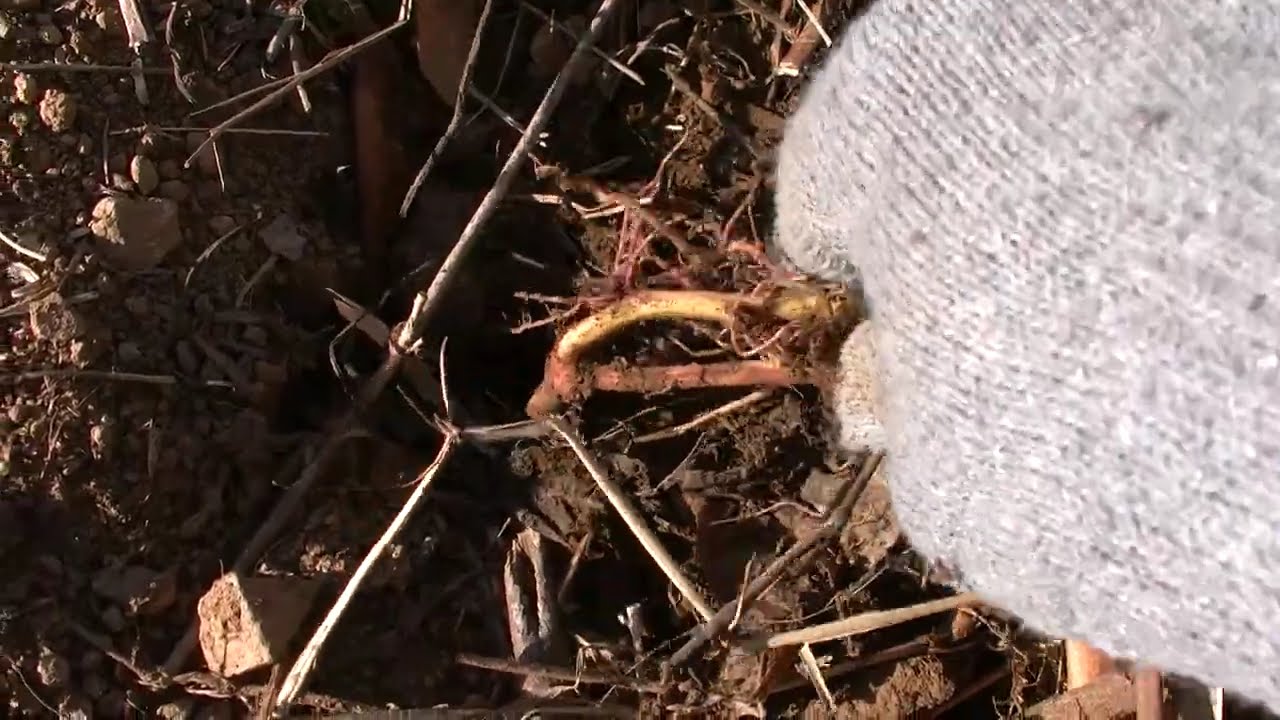 サツマイモの蔓は露地で結構地下部越冬出来る（結論!）