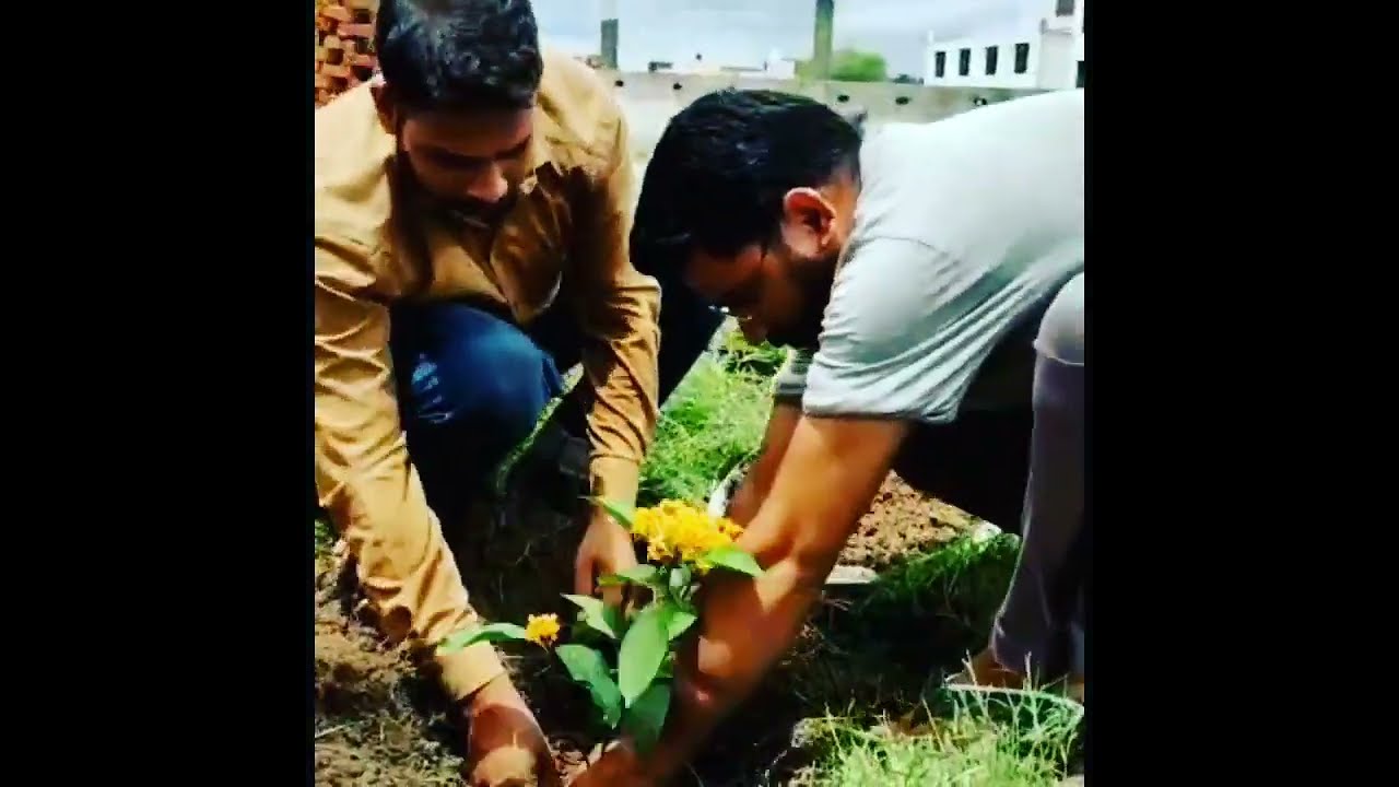 A tree plantation in DDU-GKY Mahoba UP.
