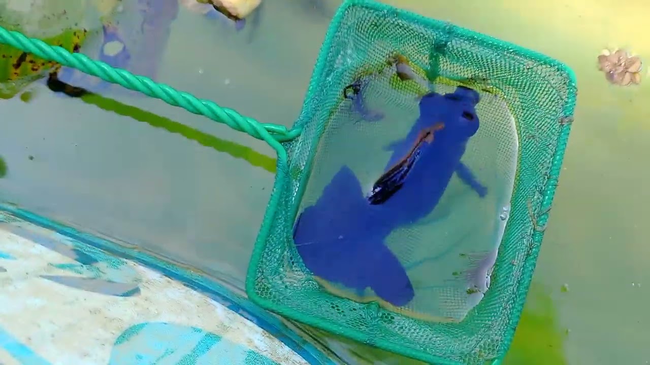 mí criadero de peces goldfish.🐠🐟