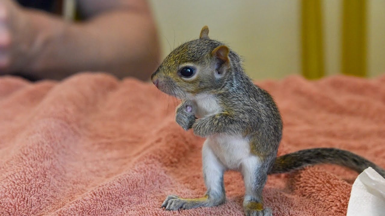 More BABY SQUIRRELS Cuteness (With Surprise at End) 🐿🐿🐿😍