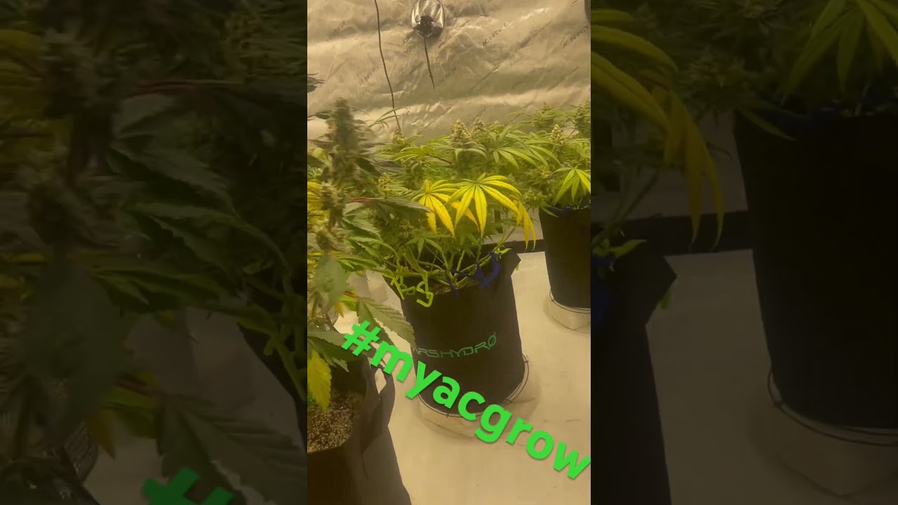#myacgrow