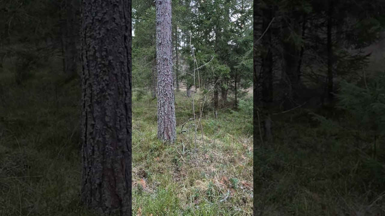 🔥🐎🔥 TULIHOBUSE AASTA 2026 🔥🐎🔥Kuidas nii kuumaks ja kiireks kõikide võimaluste aastaks valmistuda? 