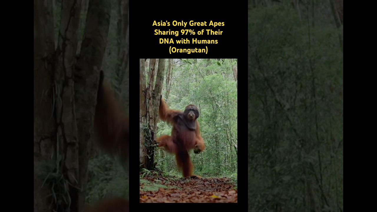 Asia's Only Great Apes Sharing 97% of Their DNA with Humans&hellip; 🦧 #music #orangutan #animals #science